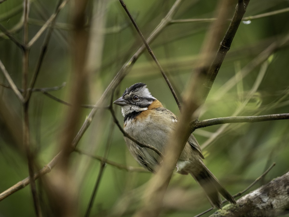 Rufous-collared Sparrow - ML647362429