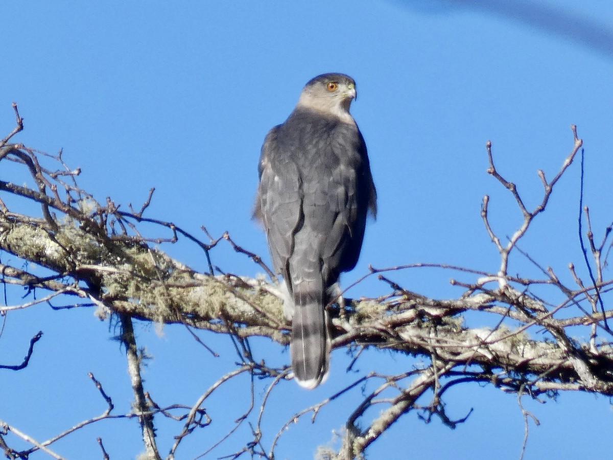 jestřáb americký - ML647362431