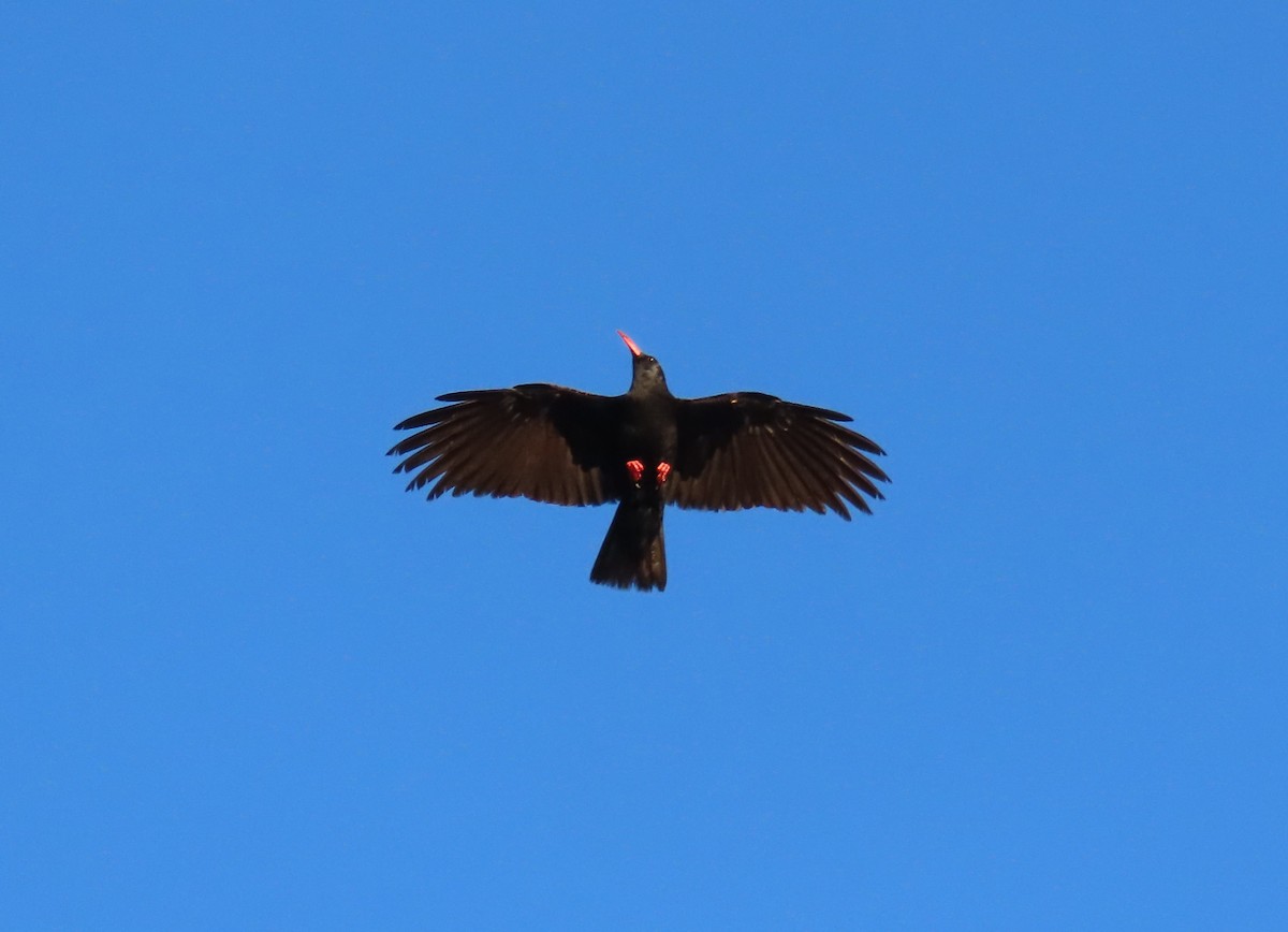 kavče červenozobé - ML647362432