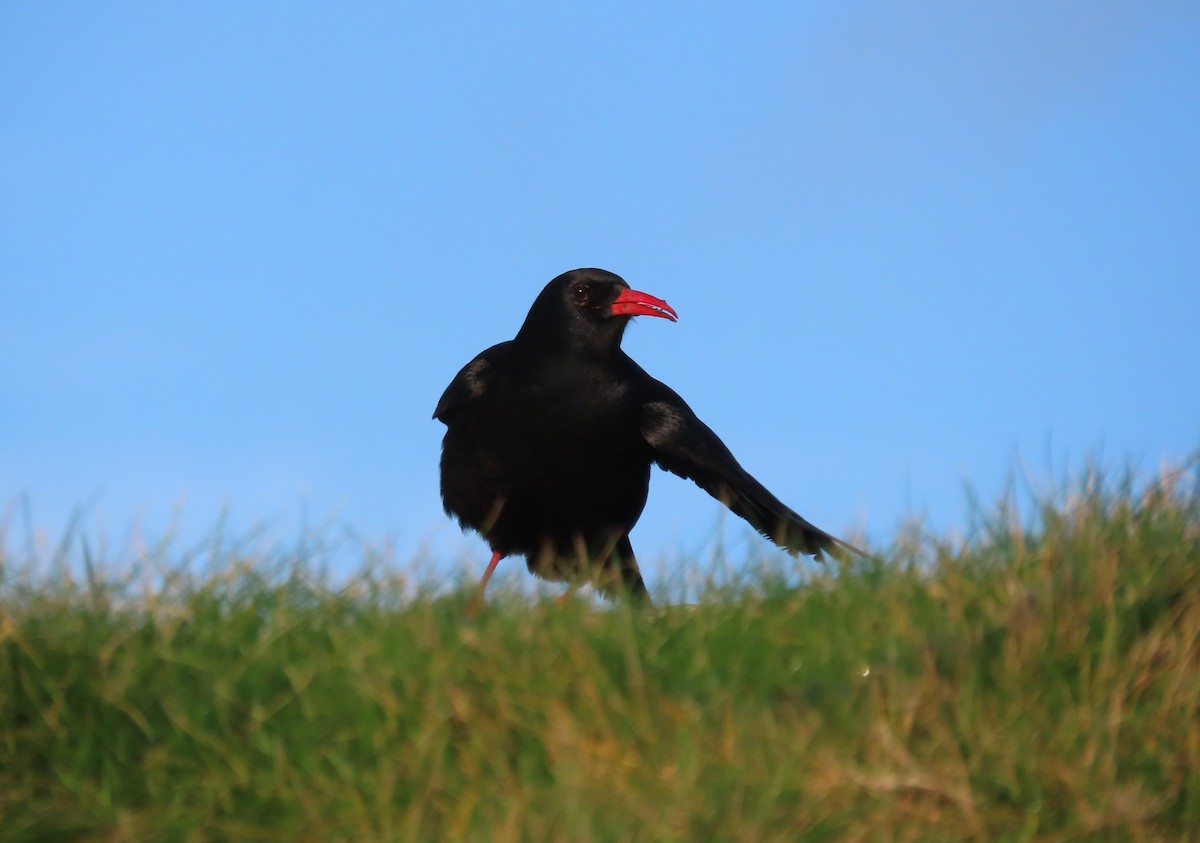 kavče červenozobé - ML647362433