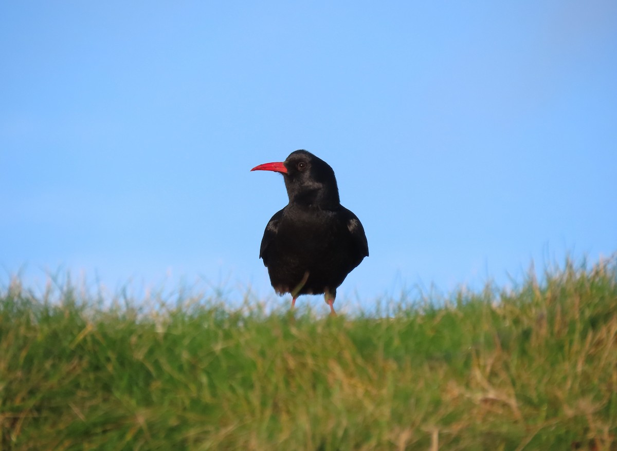 kavče červenozobé - ML647362434