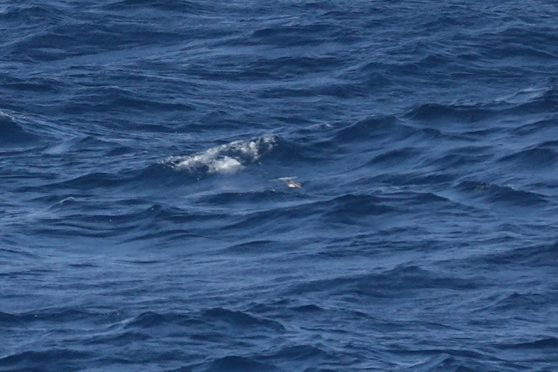 buřník obecný - ML647362435