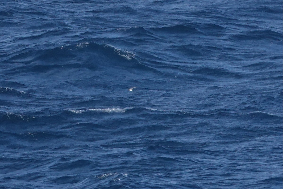 buřník obecný - ML647362436