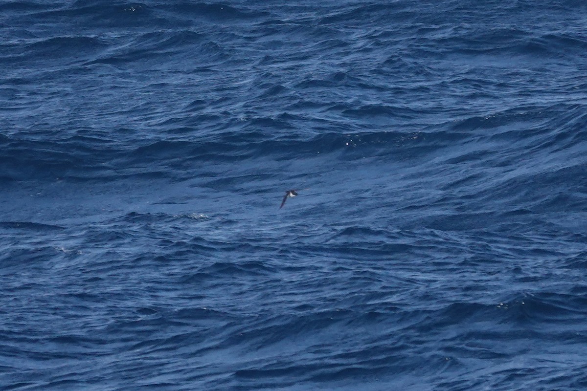 buřník obecný - ML647362437