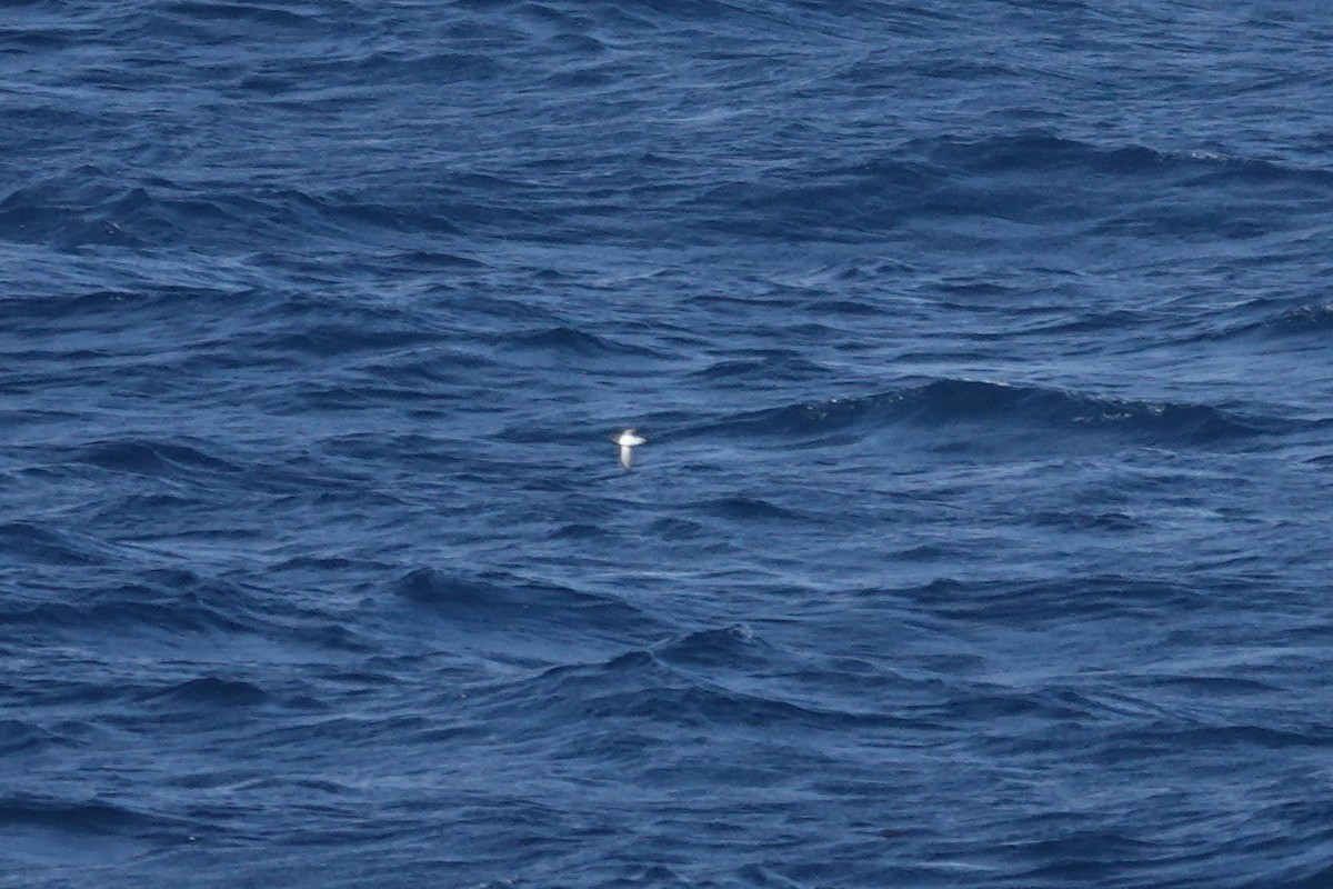 buřník obecný - ML647362438