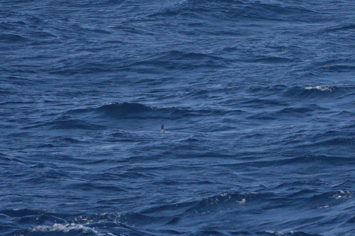 buřník obecný - ML647362439