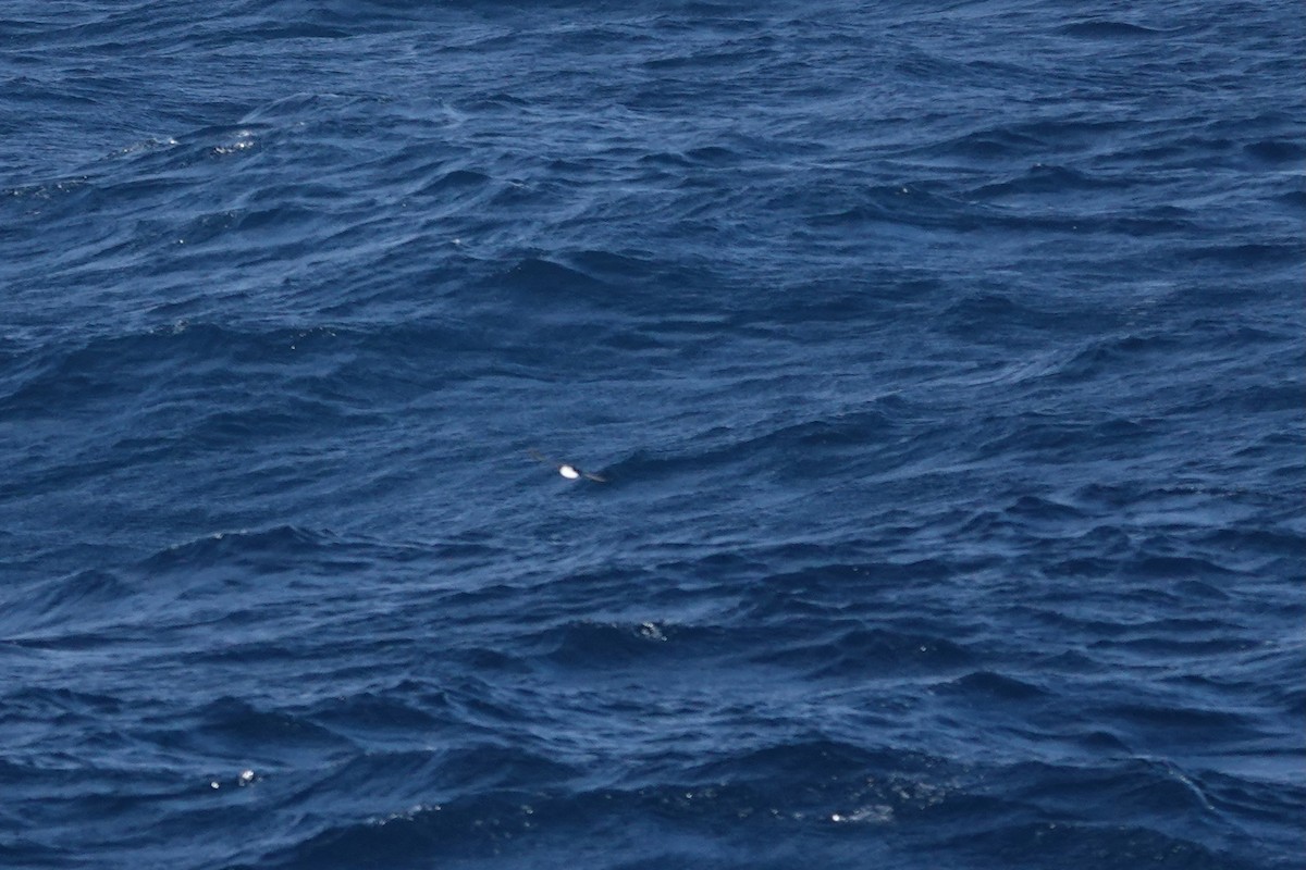 buřník obecný - ML647362440