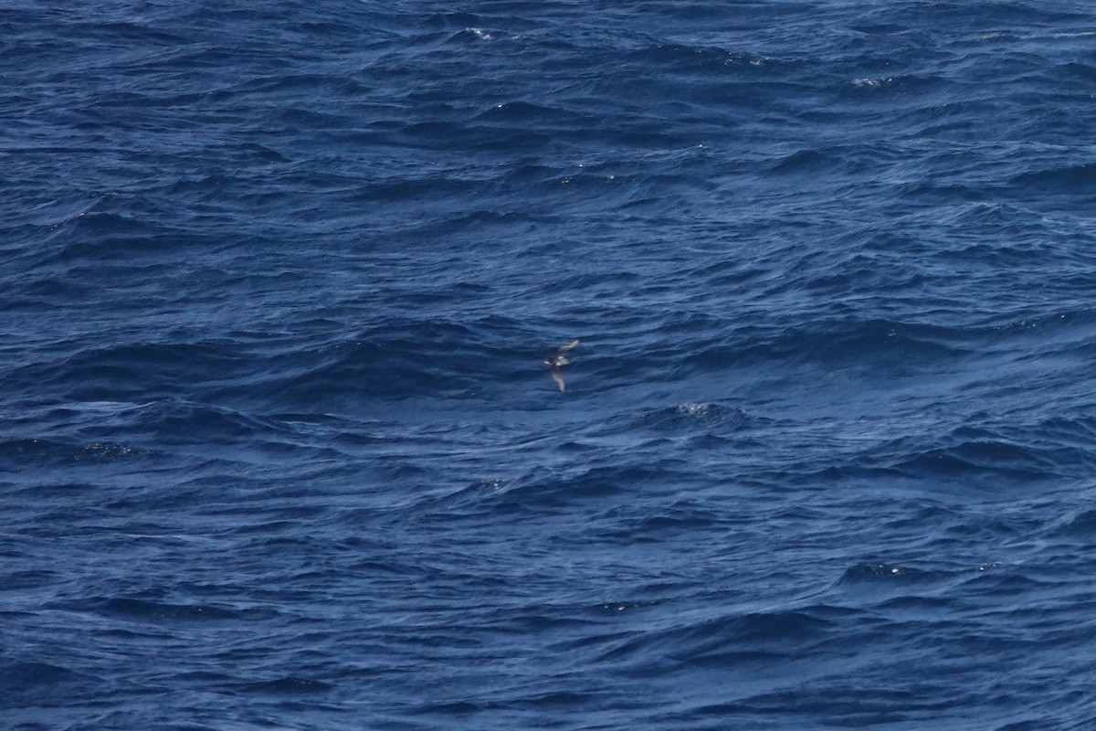 buřník obecný - ML647362441