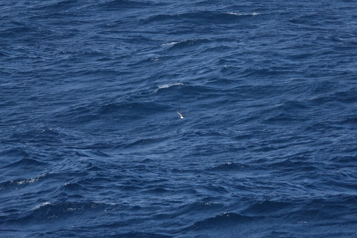 buřník obecný - ML647362442