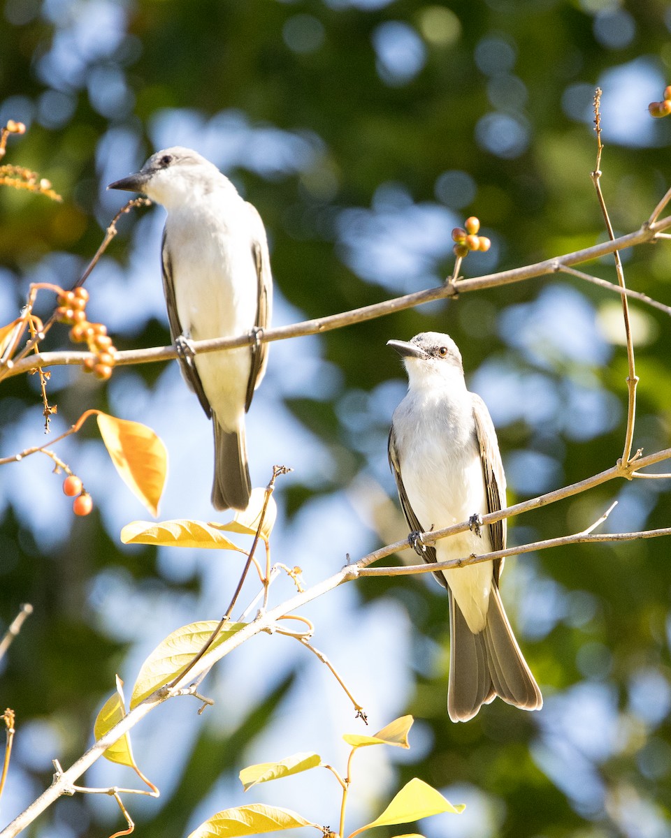 Gray Kingbird - ML647362443