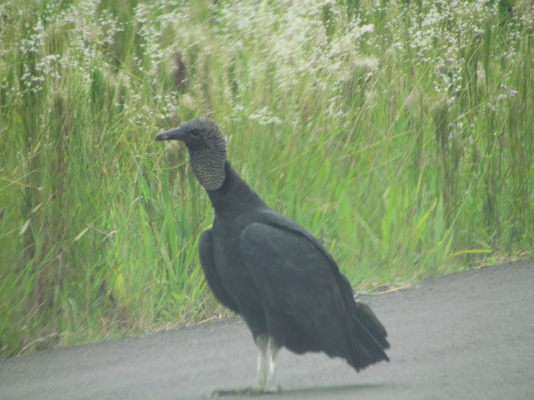 kondor havranovitý - ML647362445