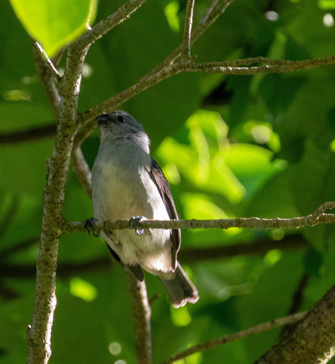 Plain-colored Tanager - ML647362446