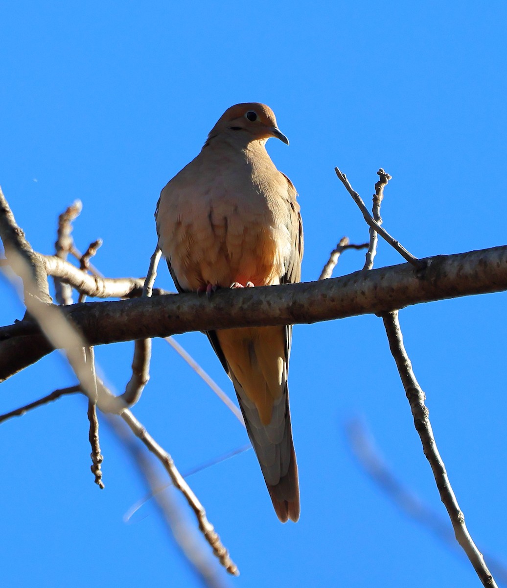 hrdlička karolínská - ML647362447