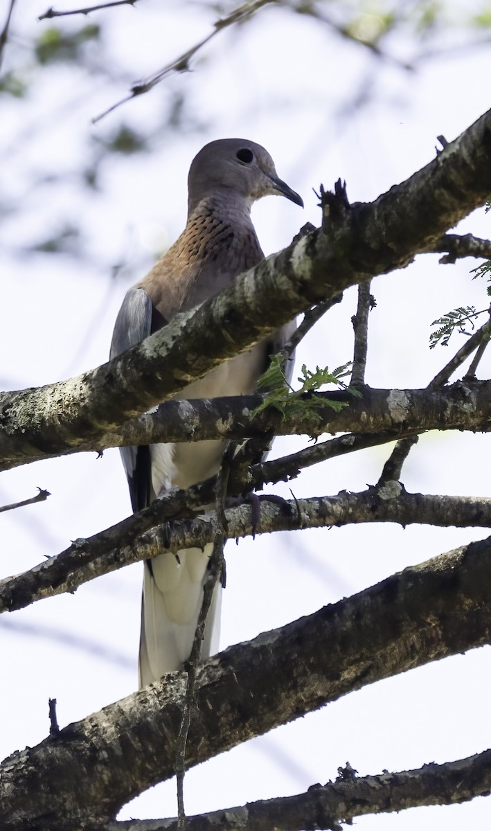 hrdlička senegalská - ML647362448