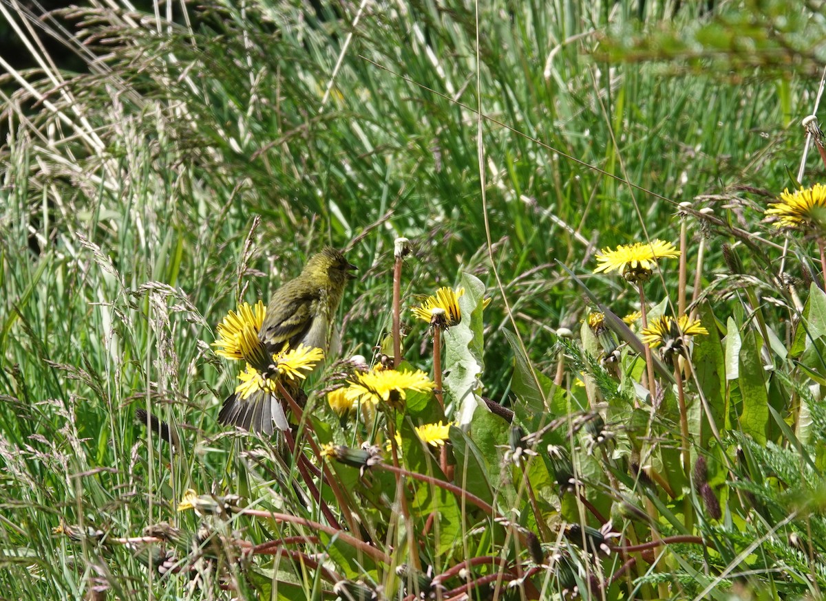 Black-chinned Siskin - ML647362465