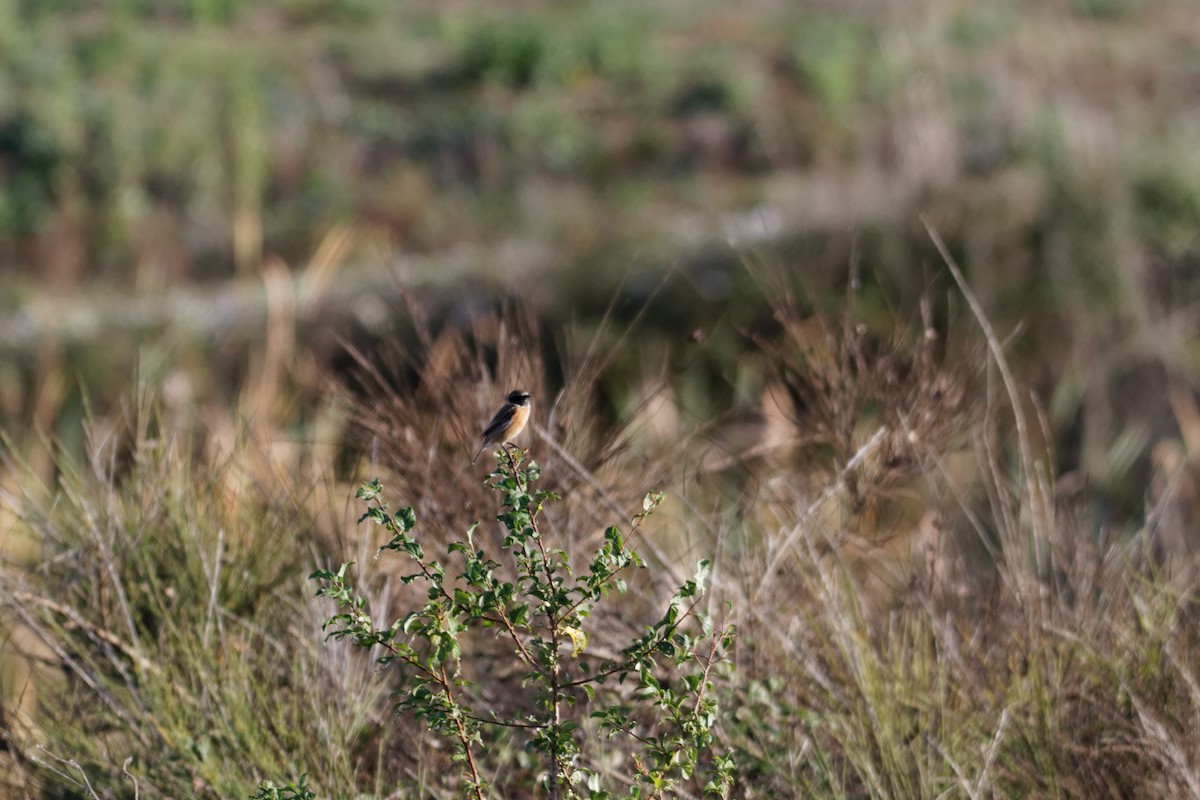 European Stonechat - ML647362479