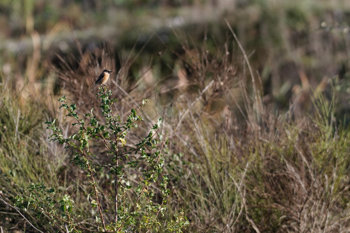 European Stonechat - ML647362480