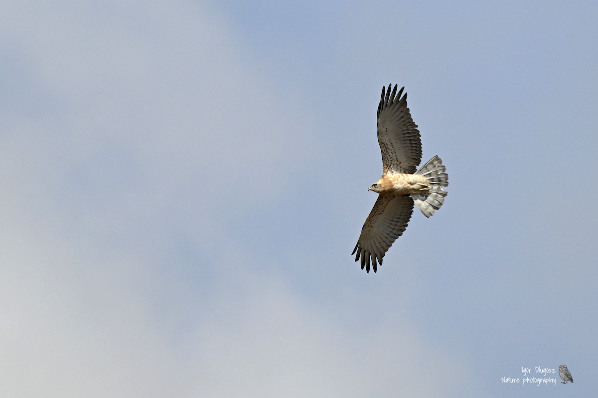 Short-toed Snake-Eagle - ML647362484
