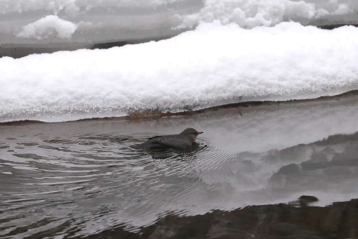 Ur-zozo iparramerikarra - ML647362517