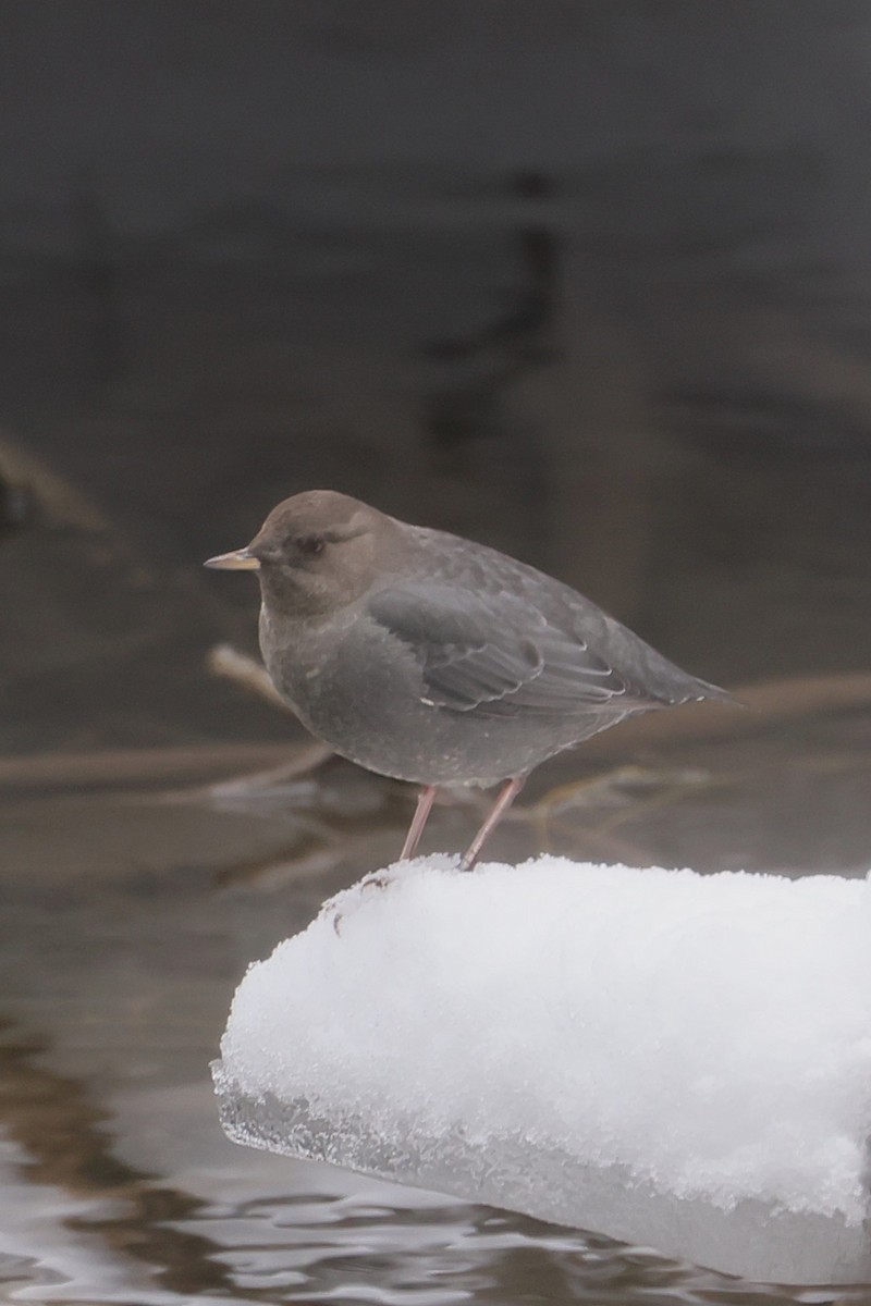 Ur-zozo iparramerikarra - ML647362521