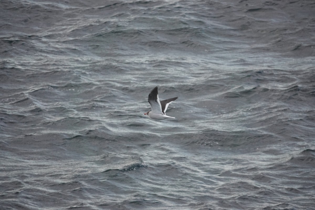 Goéland de Scoresby - ML647362522