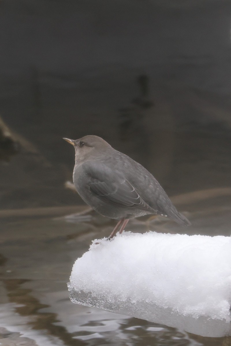 Ur-zozo iparramerikarra - ML647362531