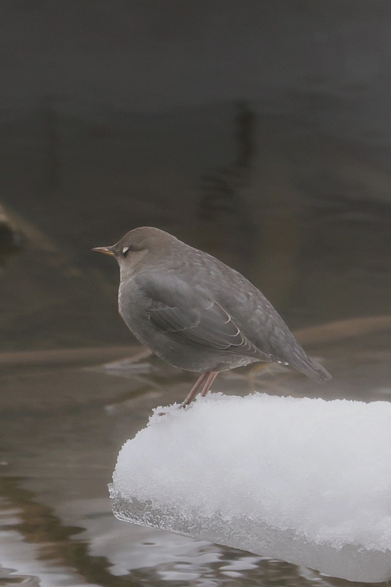 Ur-zozo iparramerikarra - ML647362542