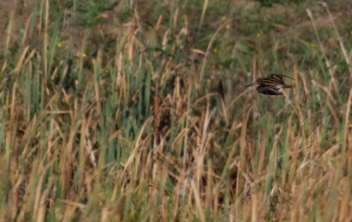 חרטומית ביצות - ML647362548