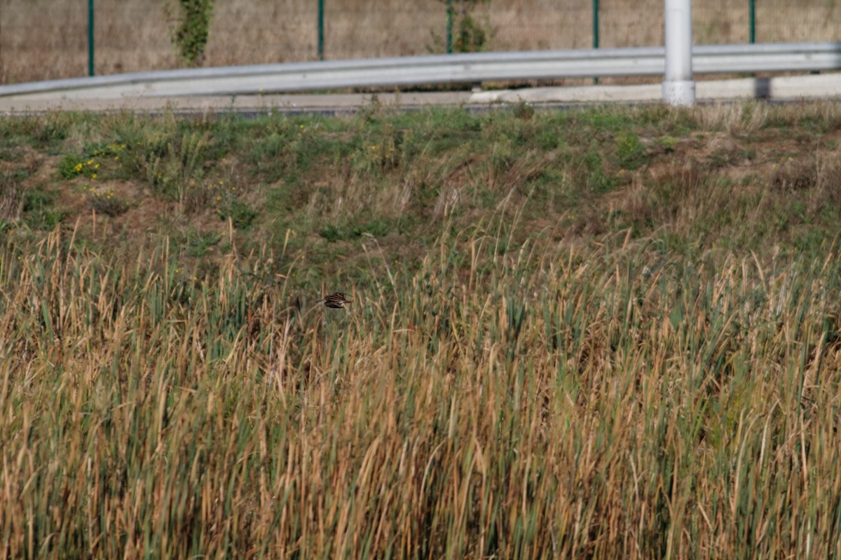 חרטומית ביצות - ML647362550