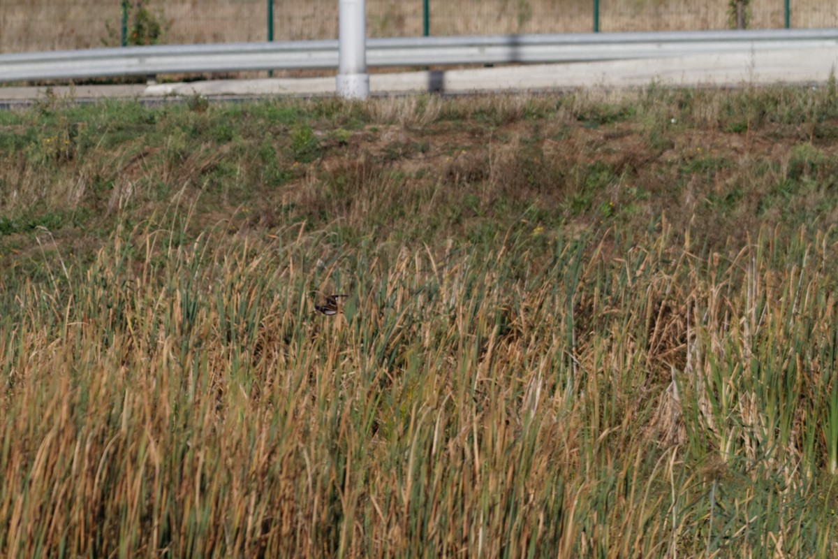 חרטומית ביצות - ML647362551