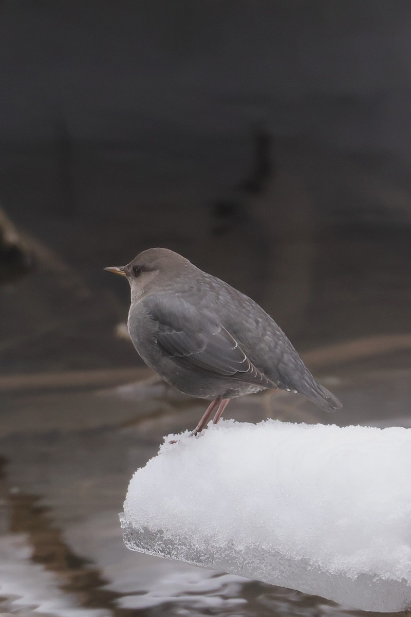 Ur-zozo iparramerikarra - ML647362553