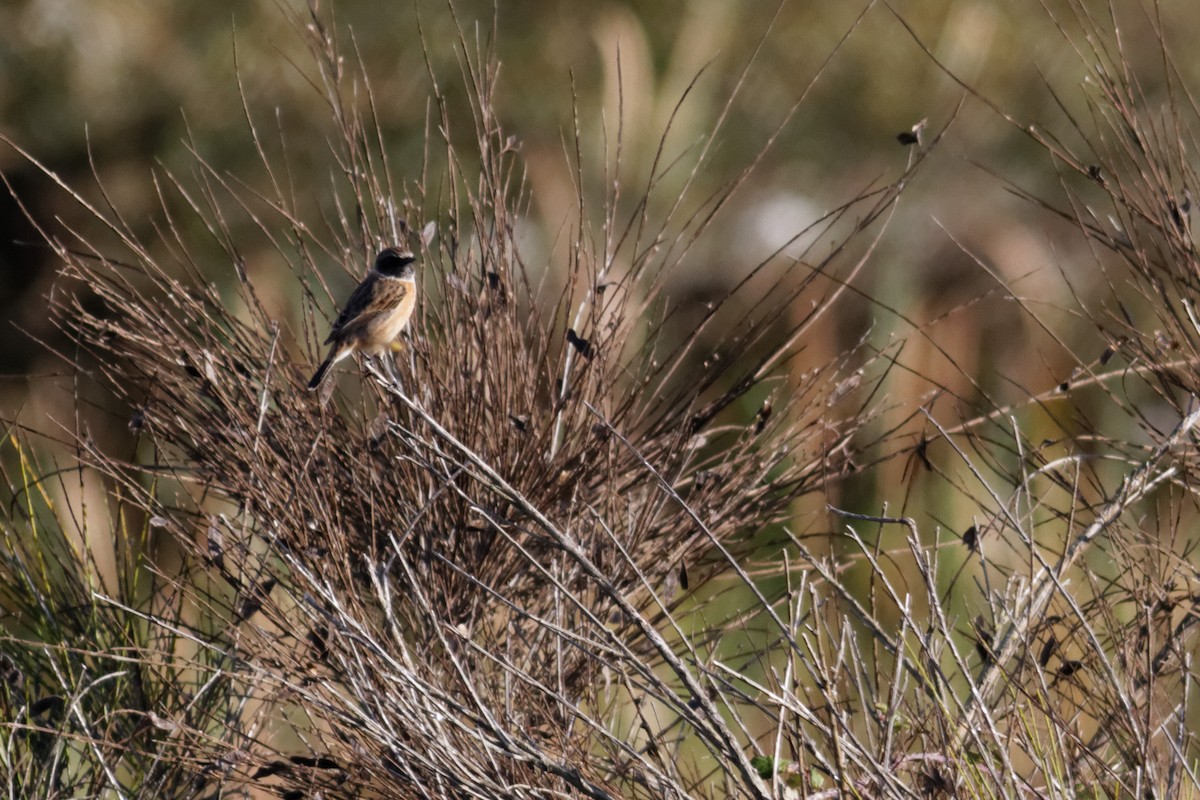European Stonechat - ML647362563