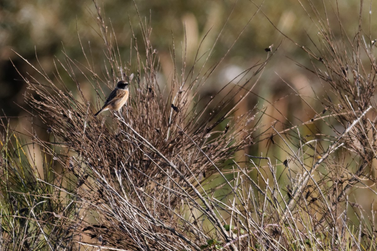 European Stonechat - ML647362564