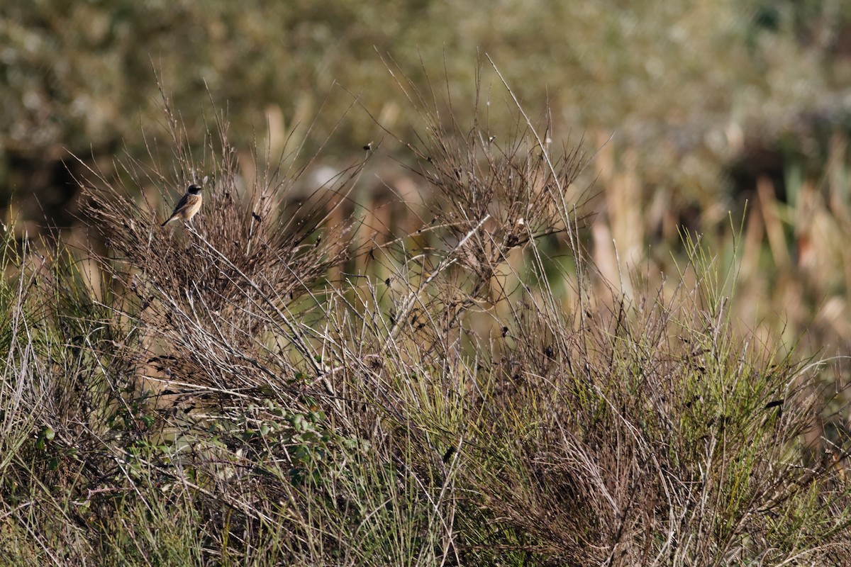 European Stonechat - ML647362565
