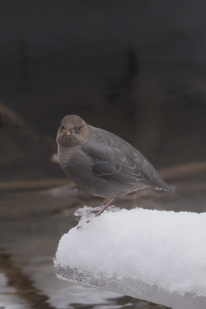 Ur-zozo iparramerikarra - ML647362566