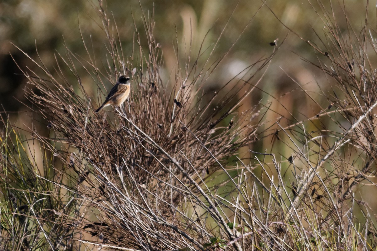 European Stonechat - ML647362568