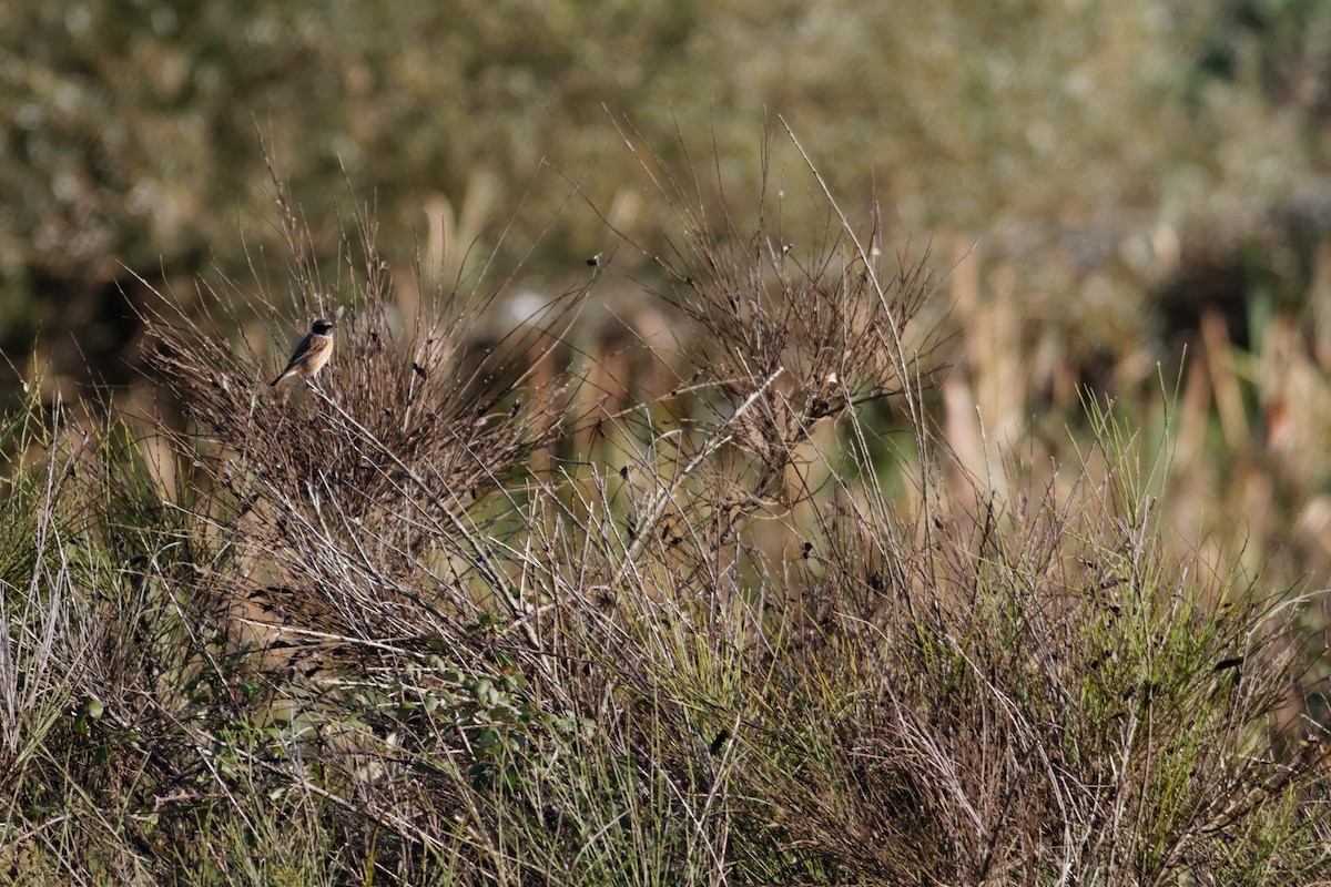 European Stonechat - ML647362569