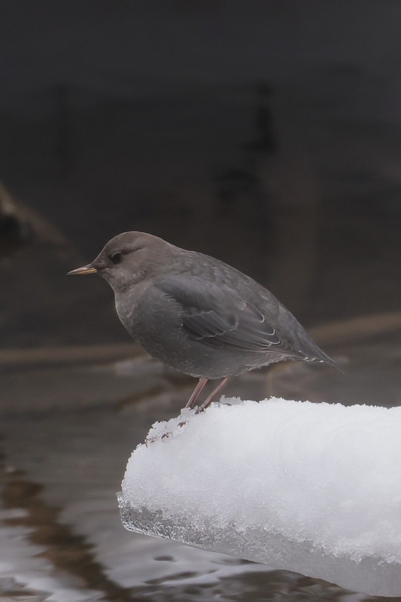 Ur-zozo iparramerikarra - ML647362570