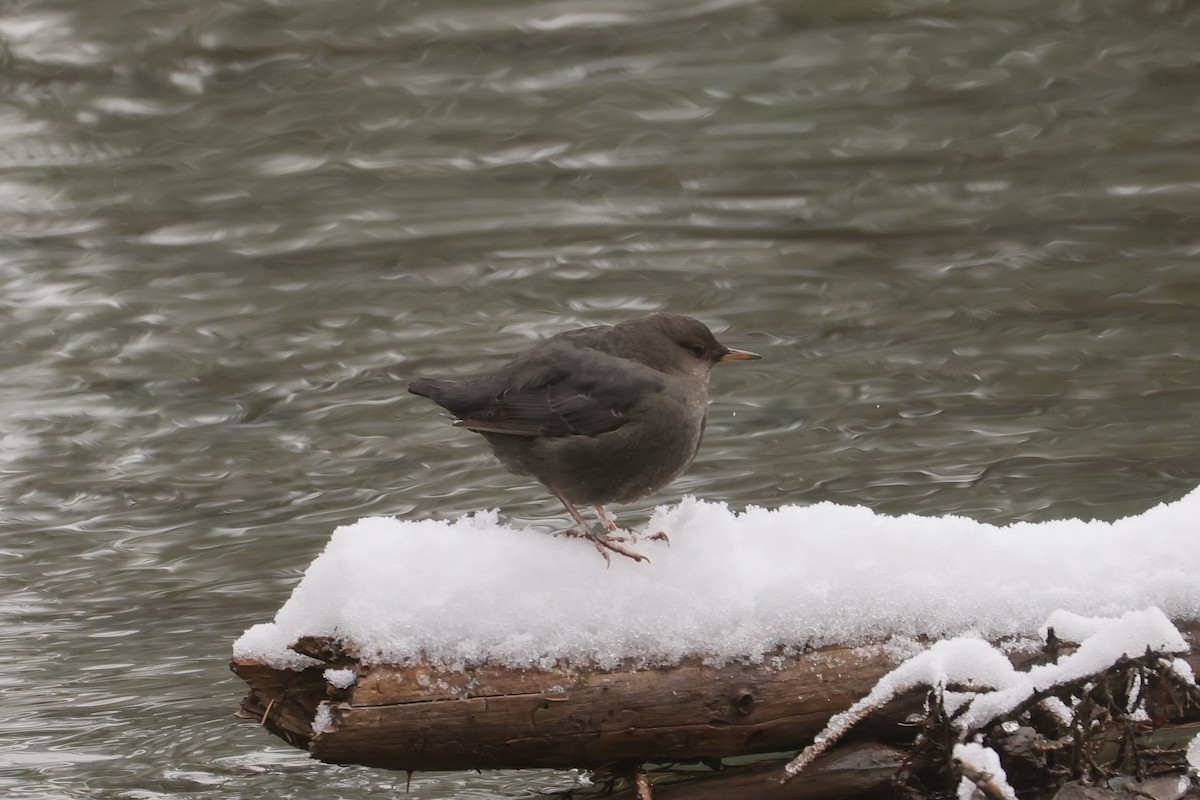 Ur-zozo iparramerikarra - ML647362579