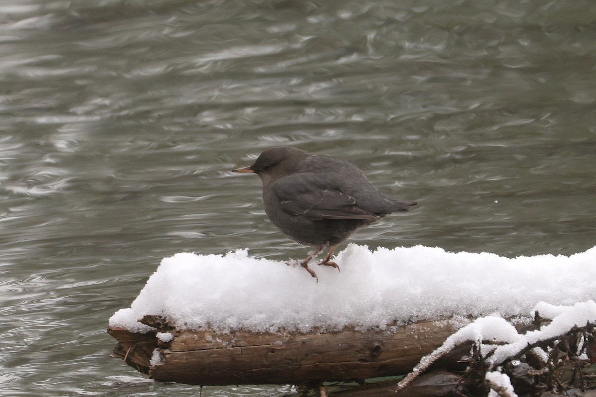 Ur-zozo iparramerikarra - ML647362583