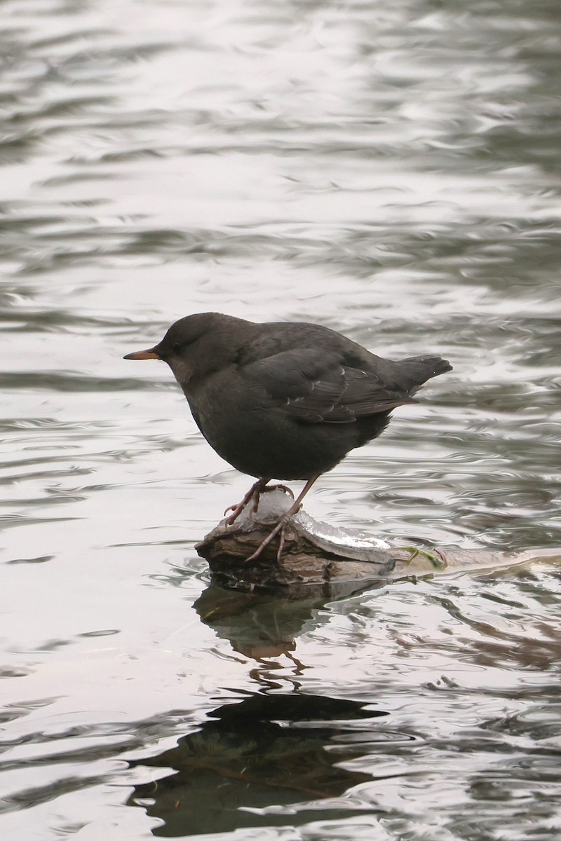 Ur-zozo iparramerikarra - ML647362593