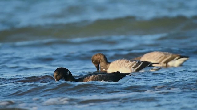 黑雁 - ML647362595