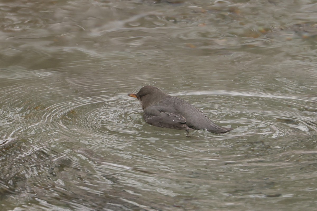 Ur-zozo iparramerikarra - ML647362603