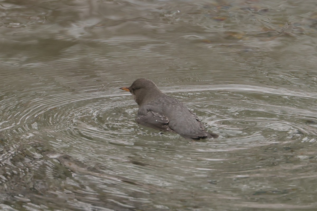 Ur-zozo iparramerikarra - ML647362609