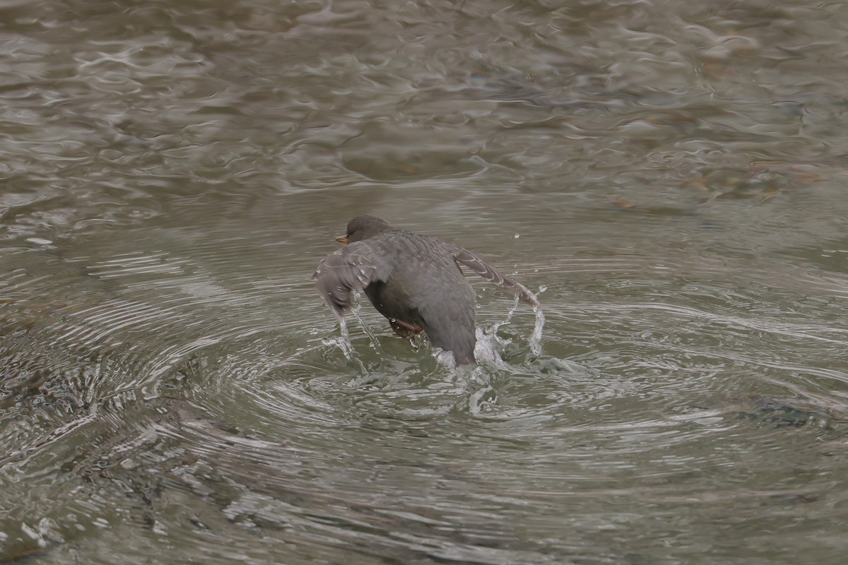 Ur-zozo iparramerikarra - ML647362613