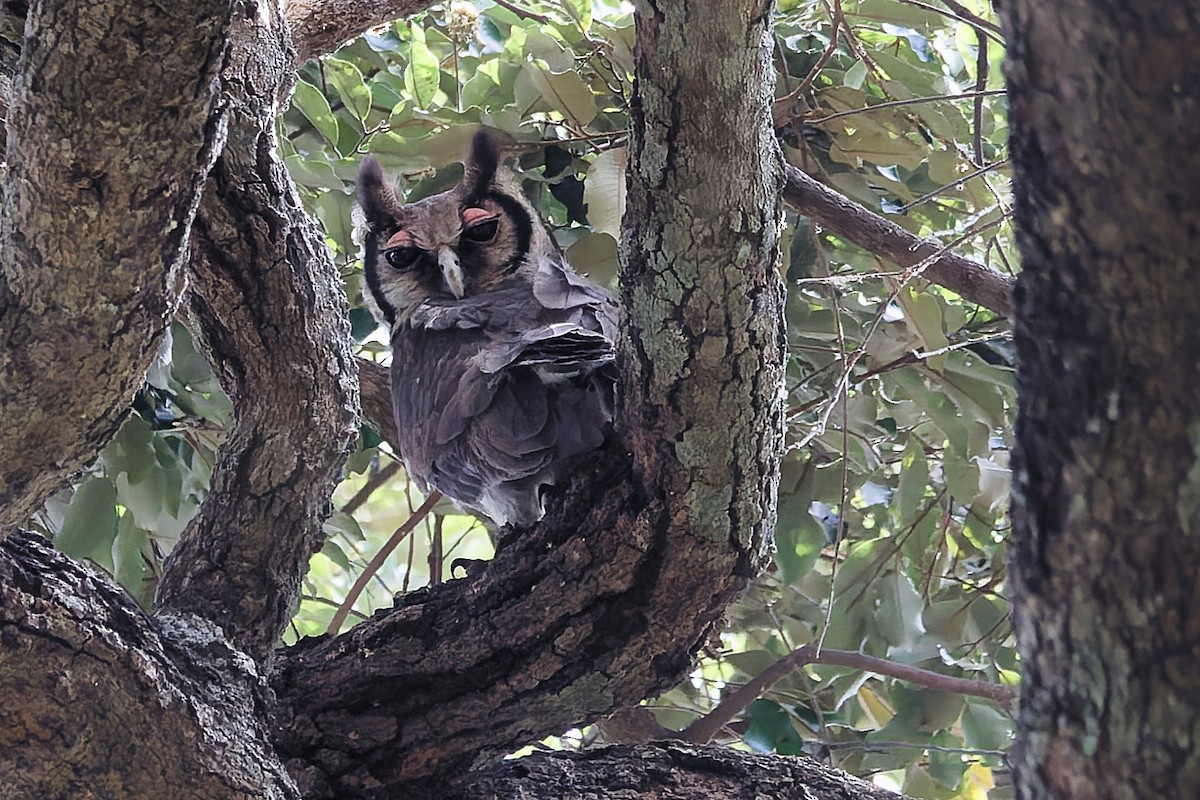 Verreaux's Eagle-Owl - ML647362618