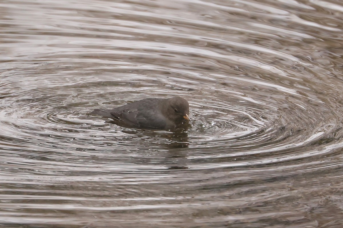 Ur-zozo iparramerikarra - ML647362627