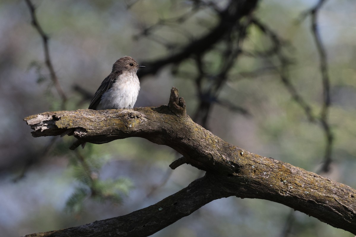 Spotted Flycatcher - ML647362633