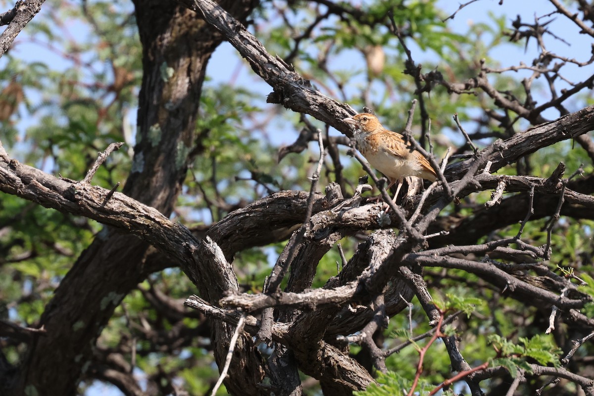 krattlerke (africanoides gr.) - ML647362637