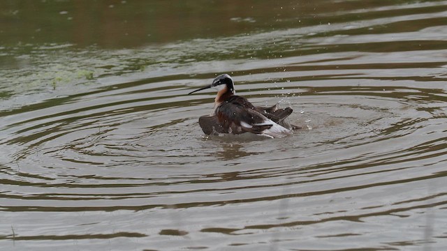 Wilson's Phalarope - ML647362654